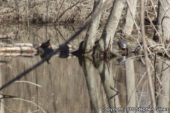 Eastern Painted Turtle (Chrysemys picta picta)