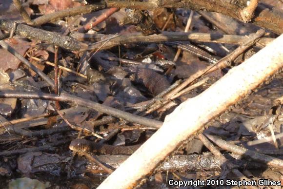 Northern Watersnake (Nerodia sipedon sipedon)