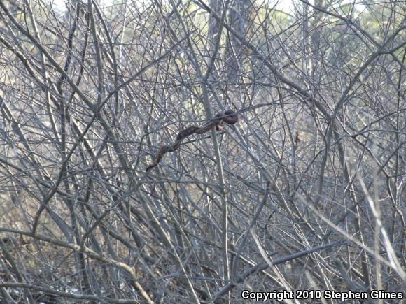 Northern Watersnake (Nerodia sipedon sipedon)