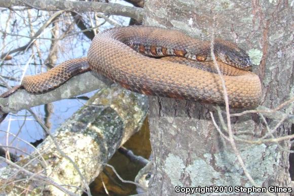 Northern Watersnake (Nerodia sipedon sipedon)