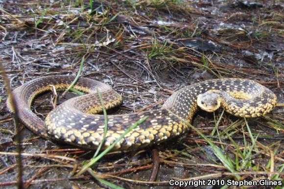 Eastern Gartersnake (Thamnophis sirtalis sirtalis)