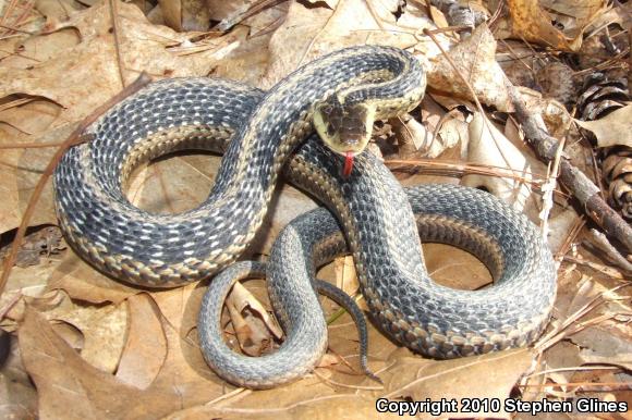 Eastern Gartersnake (Thamnophis sirtalis sirtalis)