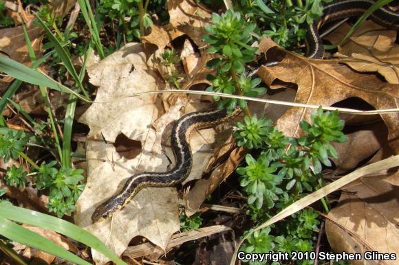 Eastern Gartersnake (Thamnophis sirtalis sirtalis)