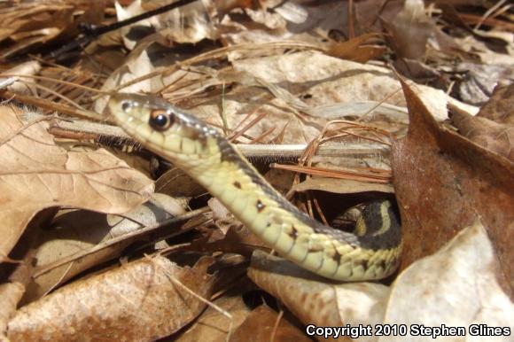 Eastern Gartersnake (Thamnophis sirtalis sirtalis)