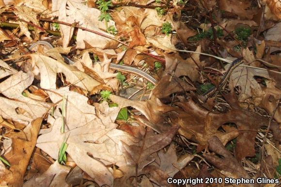 Eastern Ribbonsnake (Thamnophis sauritus sauritus)