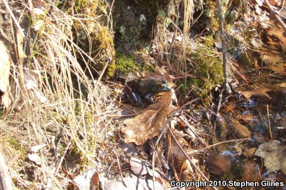 Northern Green Frog (Lithobates clamitans melanota)