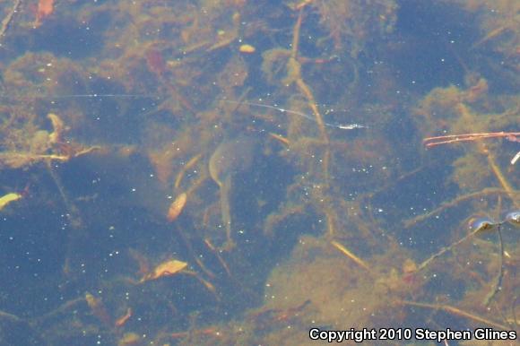 American Bullfrog (Lithobates catesbeianus)