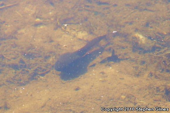 American Bullfrog (Lithobates catesbeianus)