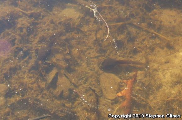 American Bullfrog (Lithobates catesbeianus)