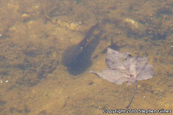 American Bullfrog (Lithobates catesbeianus)