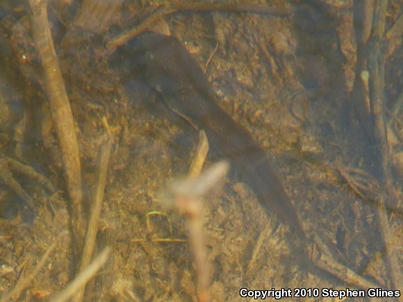 American Bullfrog (Lithobates catesbeianus)