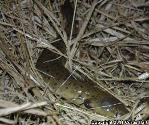 Common Mudpuppy (Necturus maculosus maculosus)