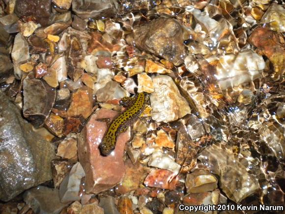 Long-tailed Salamander (Eurycea longicauda)