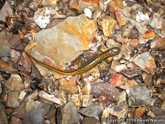 Long-tailed Salamander (Eurycea longicauda)