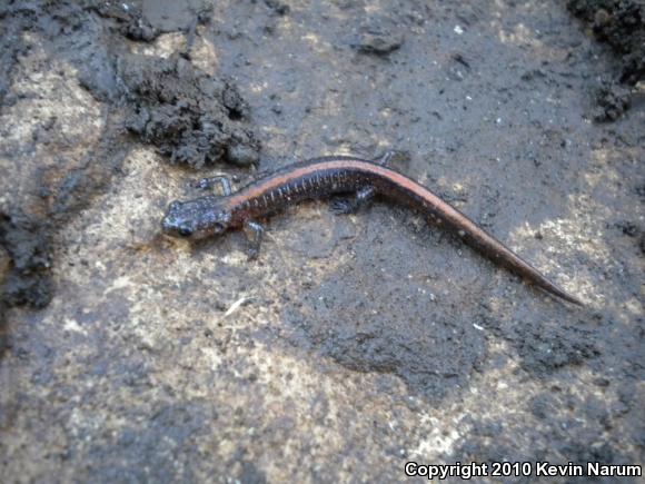 Ozark Zigzag Salamander (Plethodon angusticlavius)