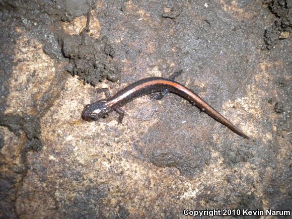 Ozark Zigzag Salamander (Plethodon angusticlavius)