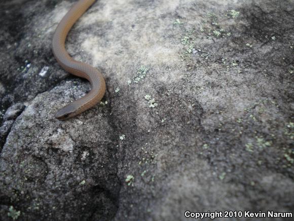 Flat-headed Snake (Tantilla gracilis)