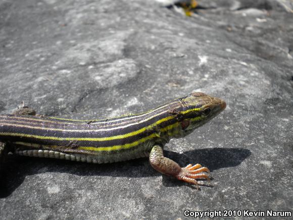 Six-lined Racerunner (Aspidoscelis sexlineata)