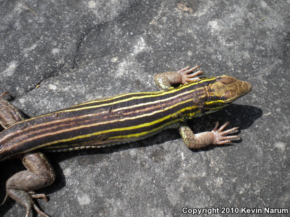 Six-lined Racerunner (Aspidoscelis sexlineata)