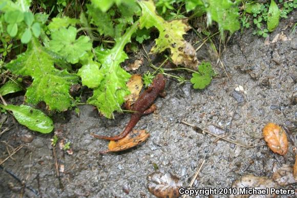 Coast Range Newt (Taricha torosa torosa)