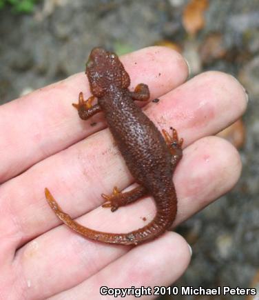 Coast Range Newt (Taricha torosa torosa)