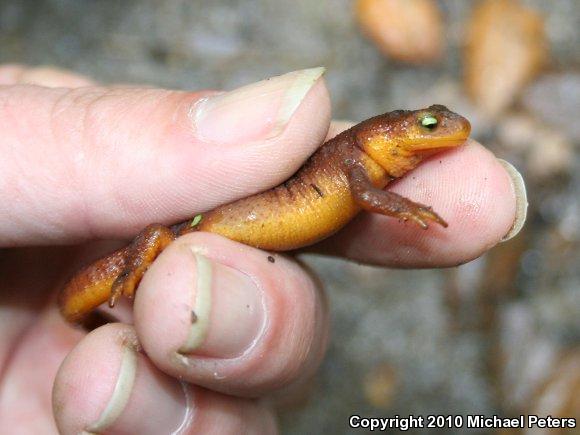 Coast Range Newt (Taricha torosa torosa)