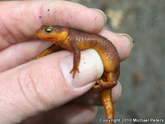 Coast Range Newt (Taricha torosa torosa)