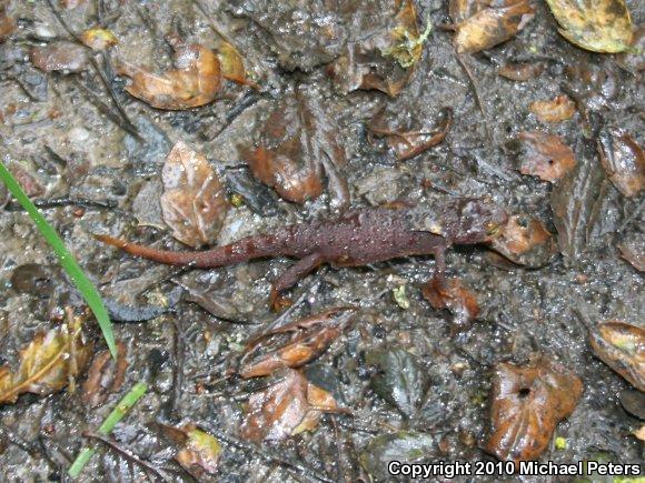 Coast Range Newt (Taricha torosa torosa)