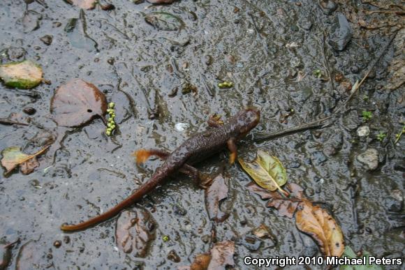 Coast Range Newt (Taricha torosa torosa)