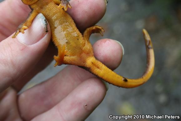 Coast Range Newt (Taricha torosa torosa)