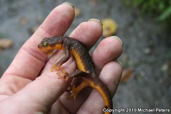 Coast Range Newt (Taricha torosa torosa)