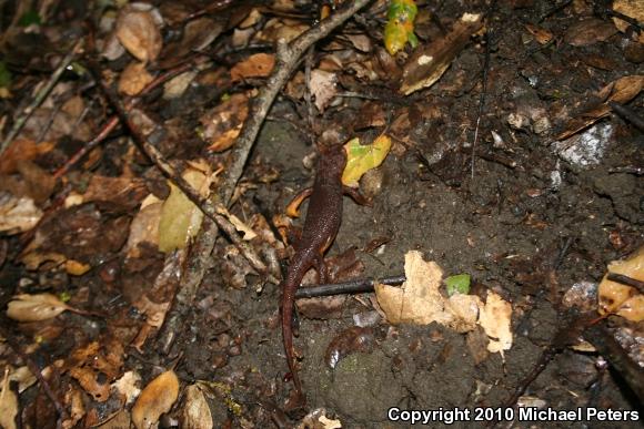 Coast Range Newt (Taricha torosa torosa)