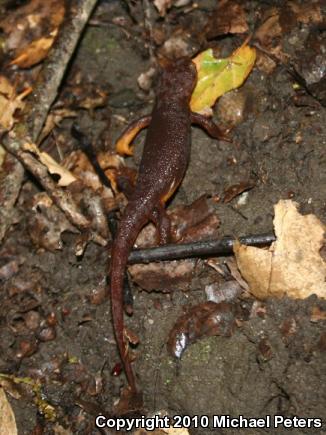 Coast Range Newt (Taricha torosa torosa)