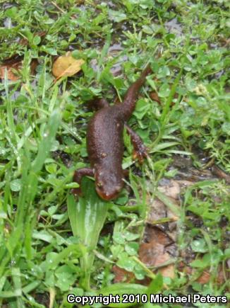 Coast Range Newt (Taricha torosa torosa)