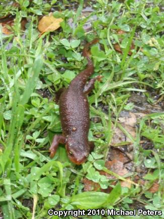 Coast Range Newt (Taricha torosa torosa)