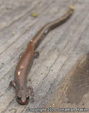 Black-bellied Slender Salamander (Batrachoseps nigriventris)