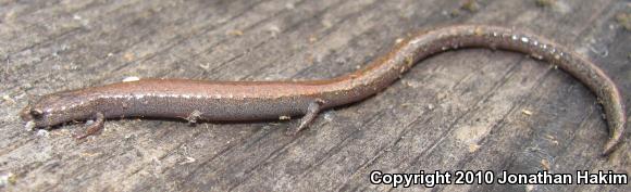 Black-bellied Slender Salamander (Batrachoseps nigriventris)