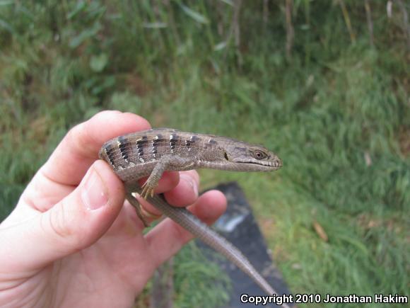 San Diego Alligator Lizard (Elgaria multicarinata webbii)