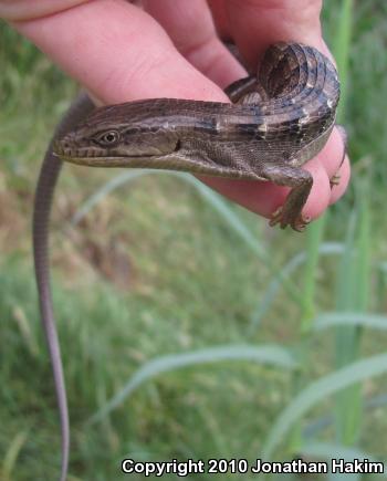 San Diego Alligator Lizard (Elgaria multicarinata webbii)