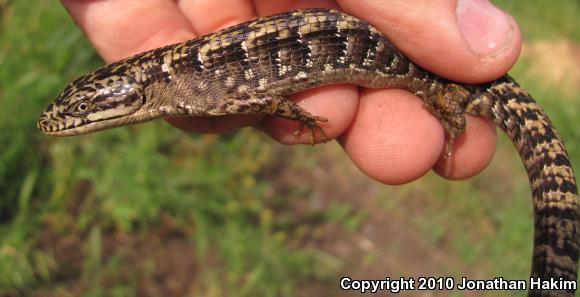 San Diego Alligator Lizard (Elgaria multicarinata webbii)