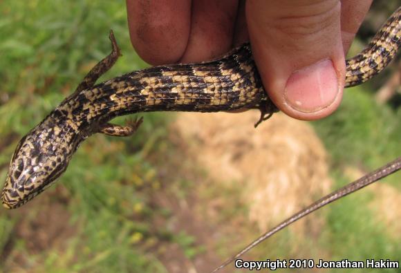 San Diego Alligator Lizard (Elgaria multicarinata webbii)