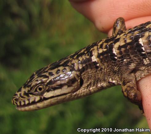 San Diego Alligator Lizard (Elgaria multicarinata webbii)