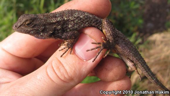 Great Basin Fence Lizard (Sceloporus occidentalis longipes)