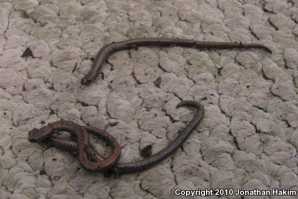 Black-bellied Slender Salamander (Batrachoseps nigriventris)