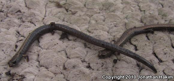 Black-bellied Slender Salamander (Batrachoseps nigriventris)