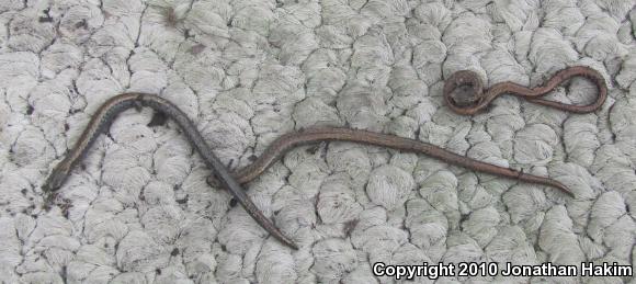 Black-bellied Slender Salamander (Batrachoseps nigriventris)