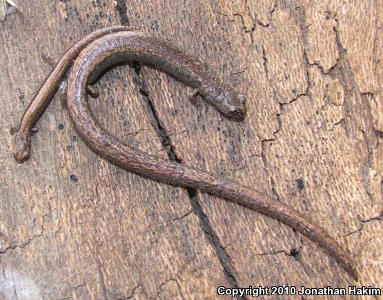 Black-bellied Slender Salamander (Batrachoseps nigriventris)