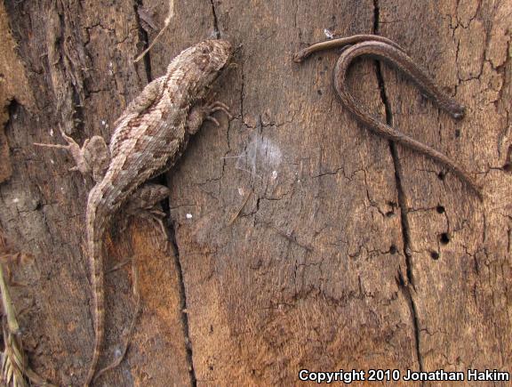 Black-bellied Slender Salamander (Batrachoseps nigriventris)