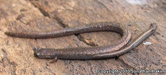Black-bellied Slender Salamander (Batrachoseps nigriventris)