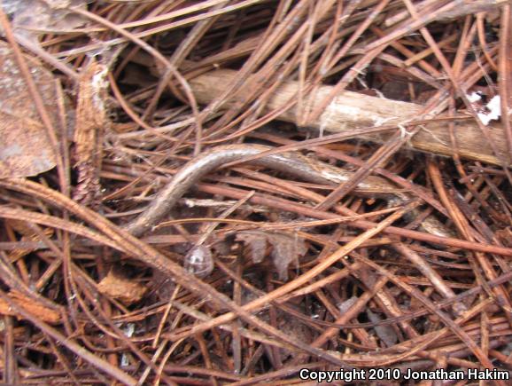 Black-bellied Slender Salamander (Batrachoseps nigriventris)